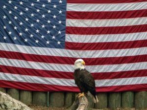 american-eagle-with-flag-1565088